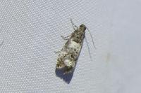 Notocelia trimaculana
