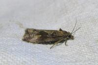 Endothenia quadrimaculana