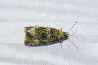Celypha lacunana