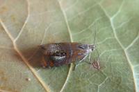 Olethreutes arcuella