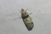 Sciota rhenella