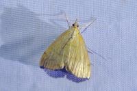 Anania crocealis