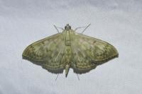 Patania ruralis