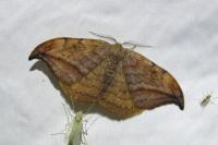 Drepana curvatula