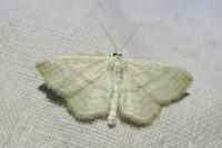 Scopula immutata