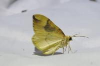 Cidaria fulvata