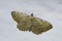Philereme vetulata