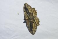 Philereme transversata
