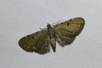 Eupithecia absinthiata/assimilata/goossensiata