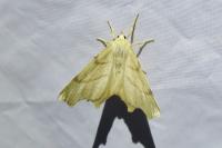 Ennomos erosaria