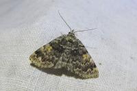 Idia calvaria