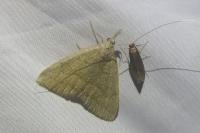 Pechipogo strigilata