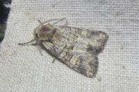 Brachylomia viminalis
