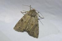 Fissipunctia ypsillon