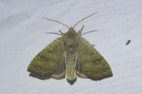 Ipimorpha subtusa
