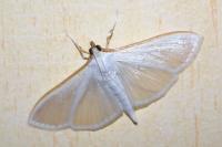 Palpita vitrealis