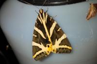 Euplagia quadripunctaria