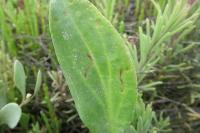 Bucculatrix maritima