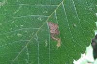 Stigmella viscerella