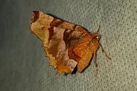 Selenia tetralunaria