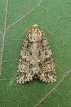 Acronicta rumicis