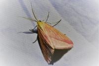 Rhodometra sacraria