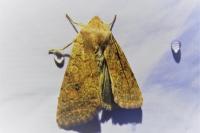 Sunira circellaris