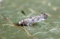 Paraswammerdamia albicapitella
