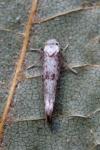 Paraswammerdamia albicapitella