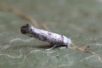 Paraswammerdamia albicapitella