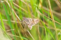 Autographa gamma