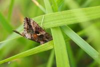 Autographa gamma