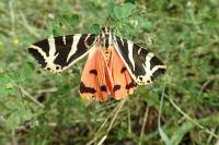 Euplagia quadripunctaria