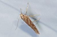 Pyroderces argyrogrammos