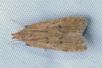 Helcystogramma lutatella