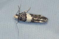 Recurvaria leucatella