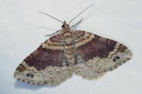 Xanthorhoe spadicearia