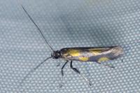 Euspilapteryx auroguttella