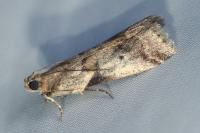 Acrobasis fallouella/glaucella