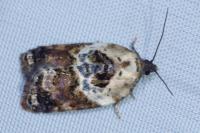 Acleris variegana