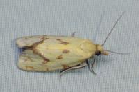 Agapeta hamana
