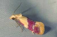 Diceratura ostrinana