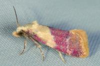 Diceratura ostrinana