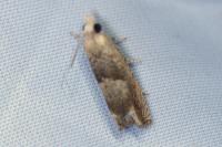 Eucosma conterminana