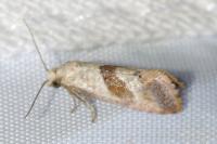 Falseuncaria ruficiliana