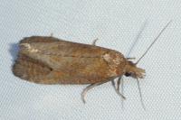 Phtheochroa inopiana