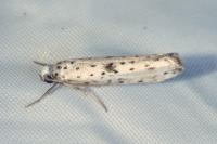 Yponomeuta plumbella