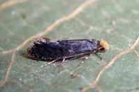 Monopis laevigella