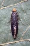 Monopis laevigella