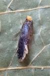 Monopis laevigella